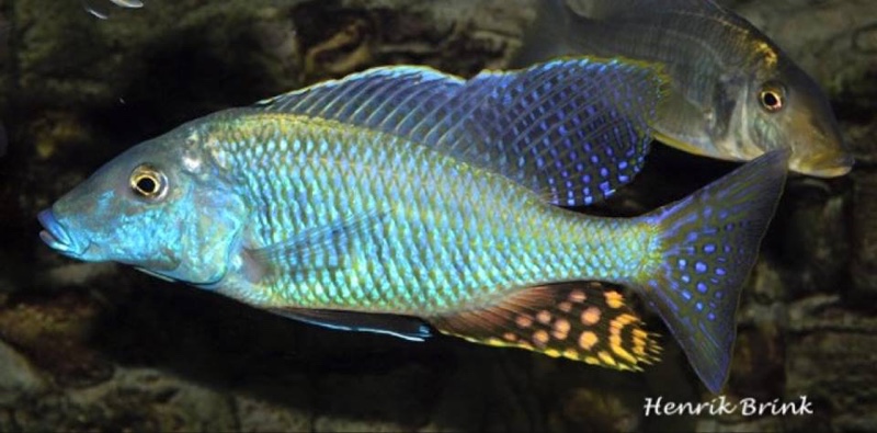 Taeniolethrinops praeorbitalis 'Ngara'